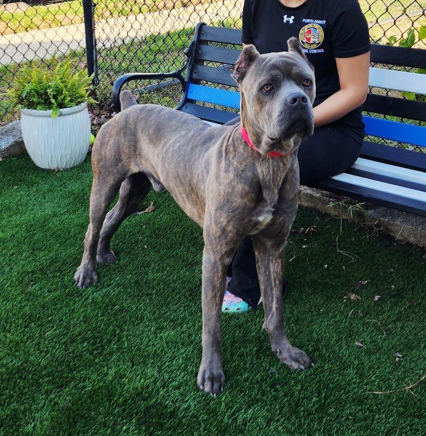 Cypress, a Adoptable Cane Corso in Perth Amboy, NJ image 4/4