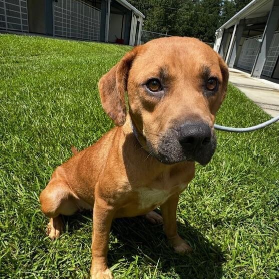 Enlarge Elsa, a Adoptable mixed breed in Washington, DC image 1/4