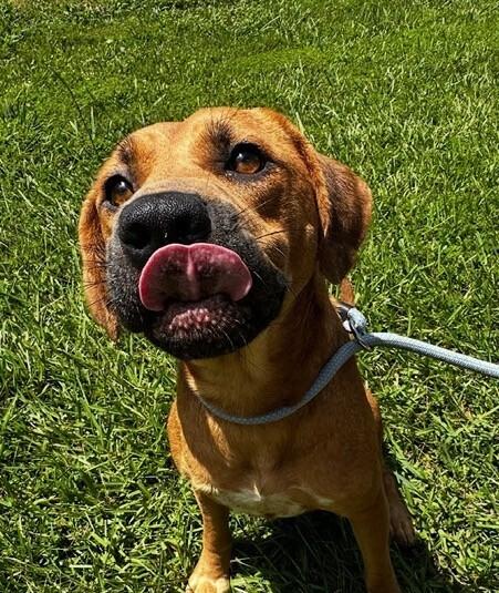Enlarge Elsa, a Adoptable mixed breed in Washington, DC image 2/4