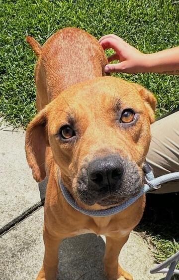 Enlarge Elsa, a Adoptable mixed breed in Washington, DC image 3/4