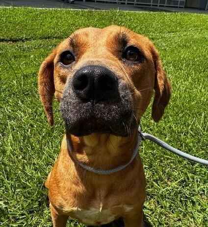 Enlarge Elsa, a Adoptable mixed breed in Washington, DC image 4/4