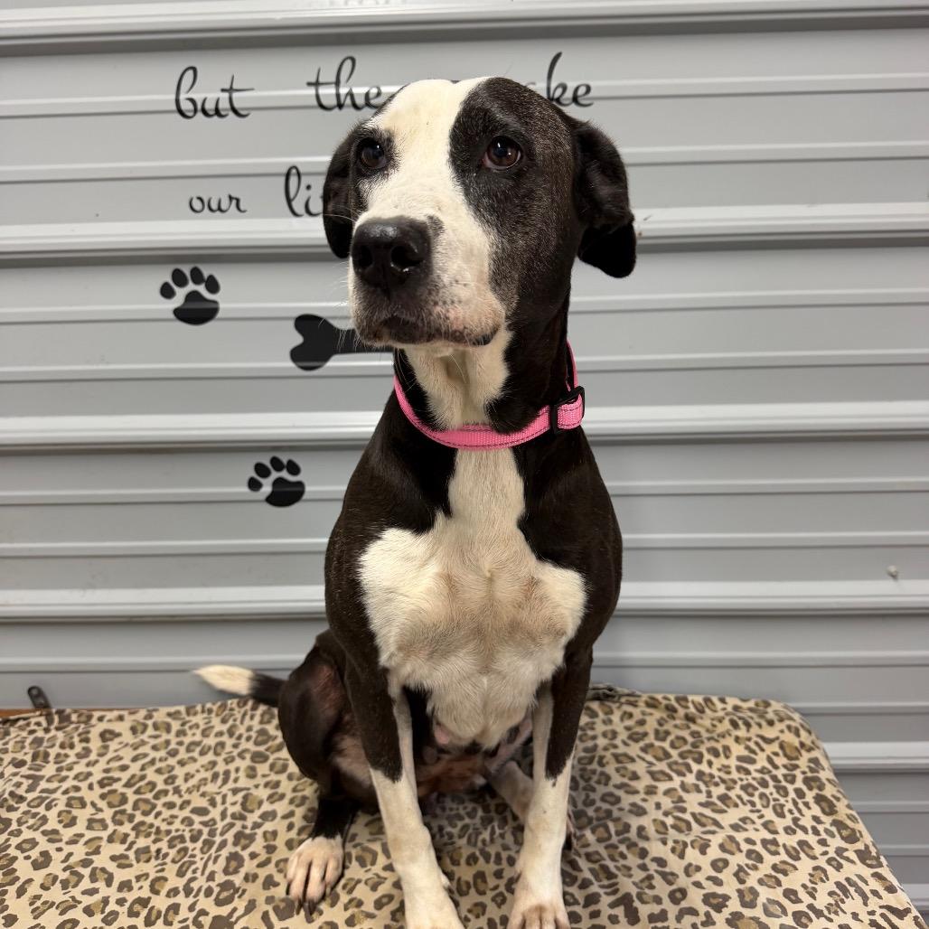 Ruth, Adoptable, Young Female Labrador Retriever.