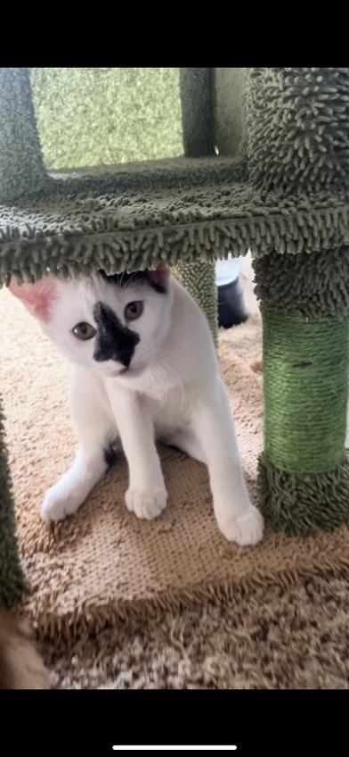 Luffy — thumbnail 2