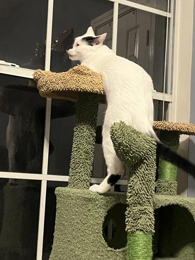 Luffy — thumbnail 4