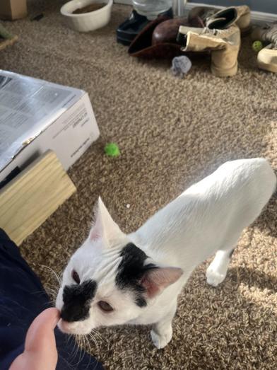 Luffy — thumbnail 5