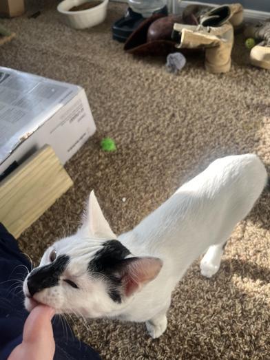 Luffy — thumbnail 6