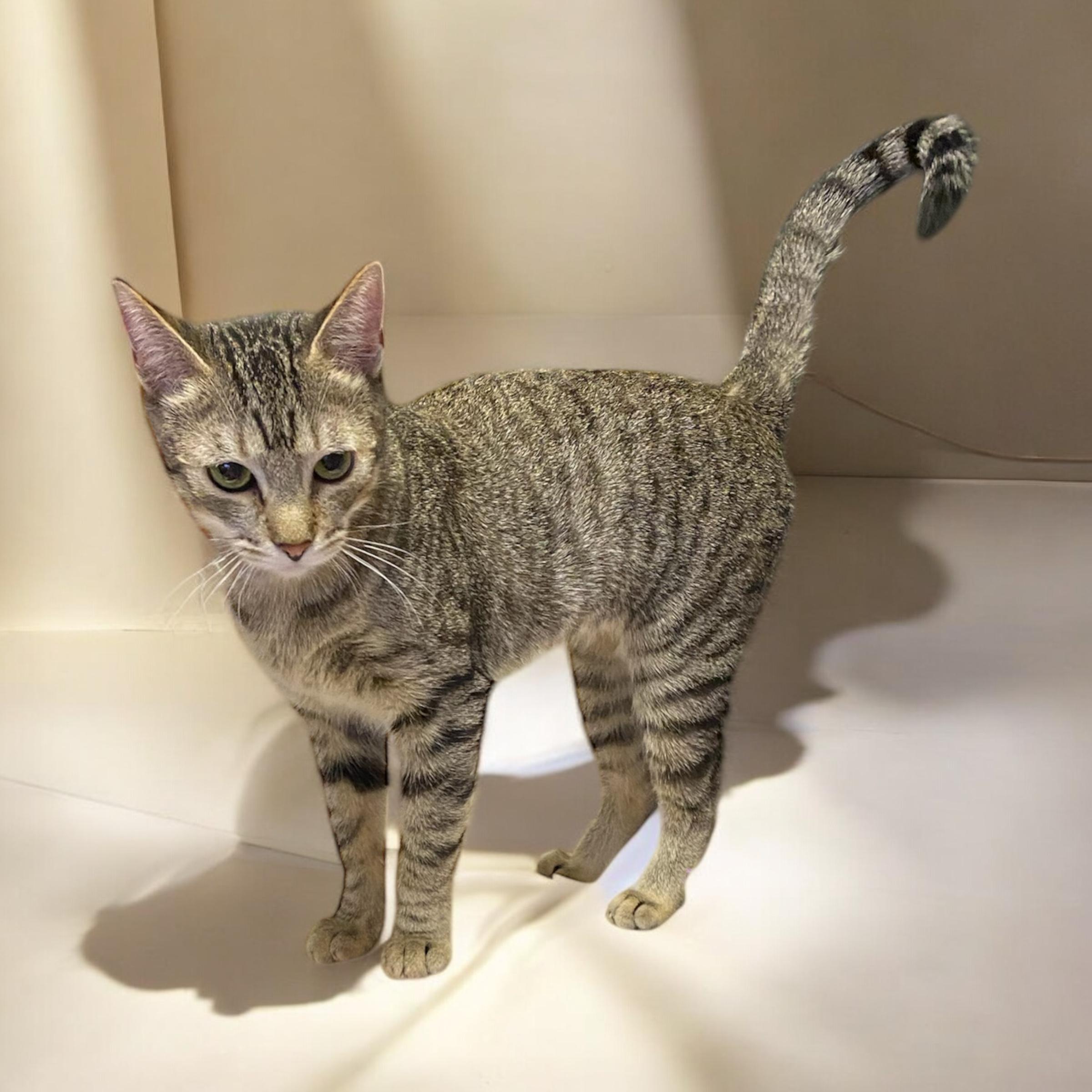 Eve, a Adoptable Domestic Short Hair in El Cajon, CA image 2/4