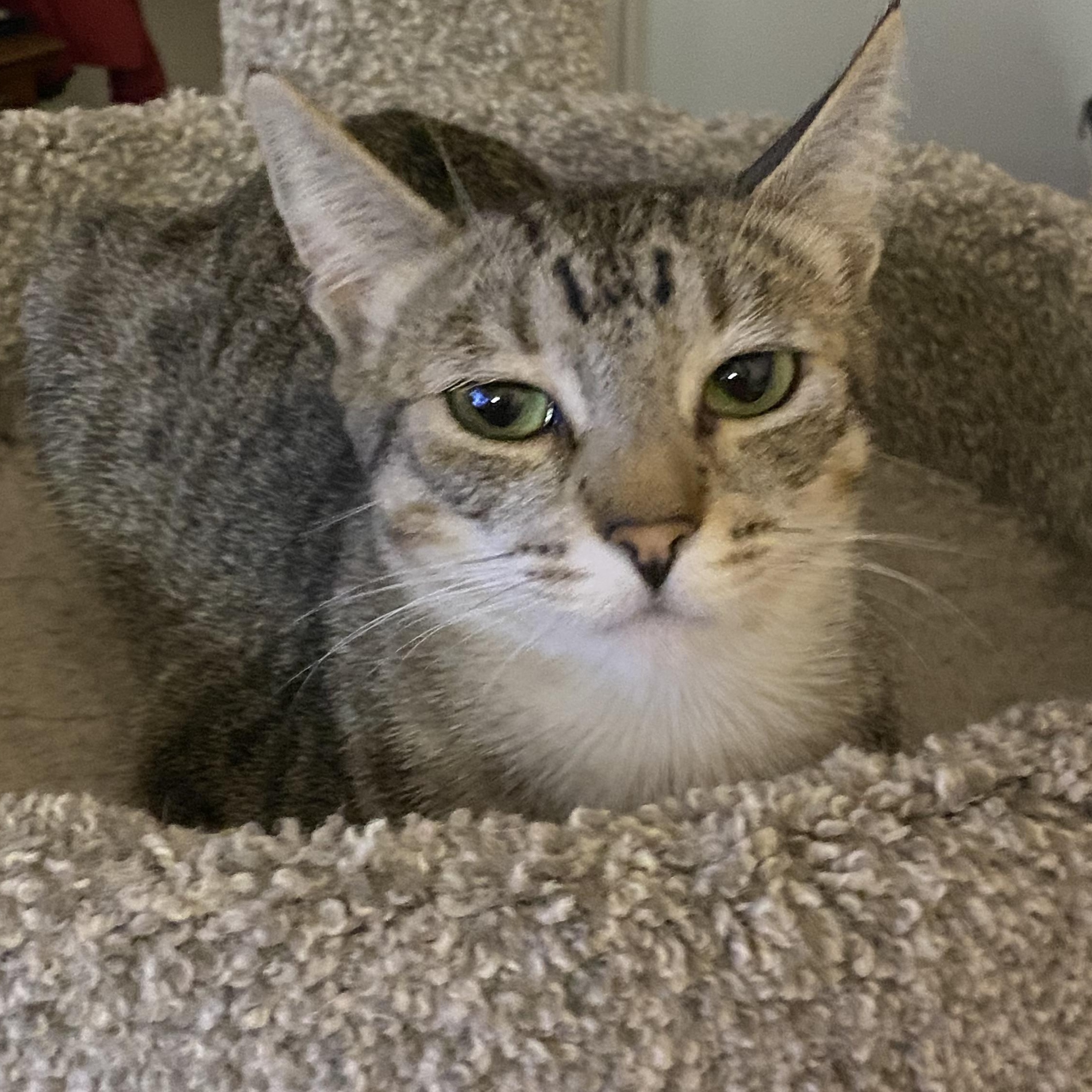 Eve, a Adoptable Domestic Short Hair in El Cajon, CA image 1/4