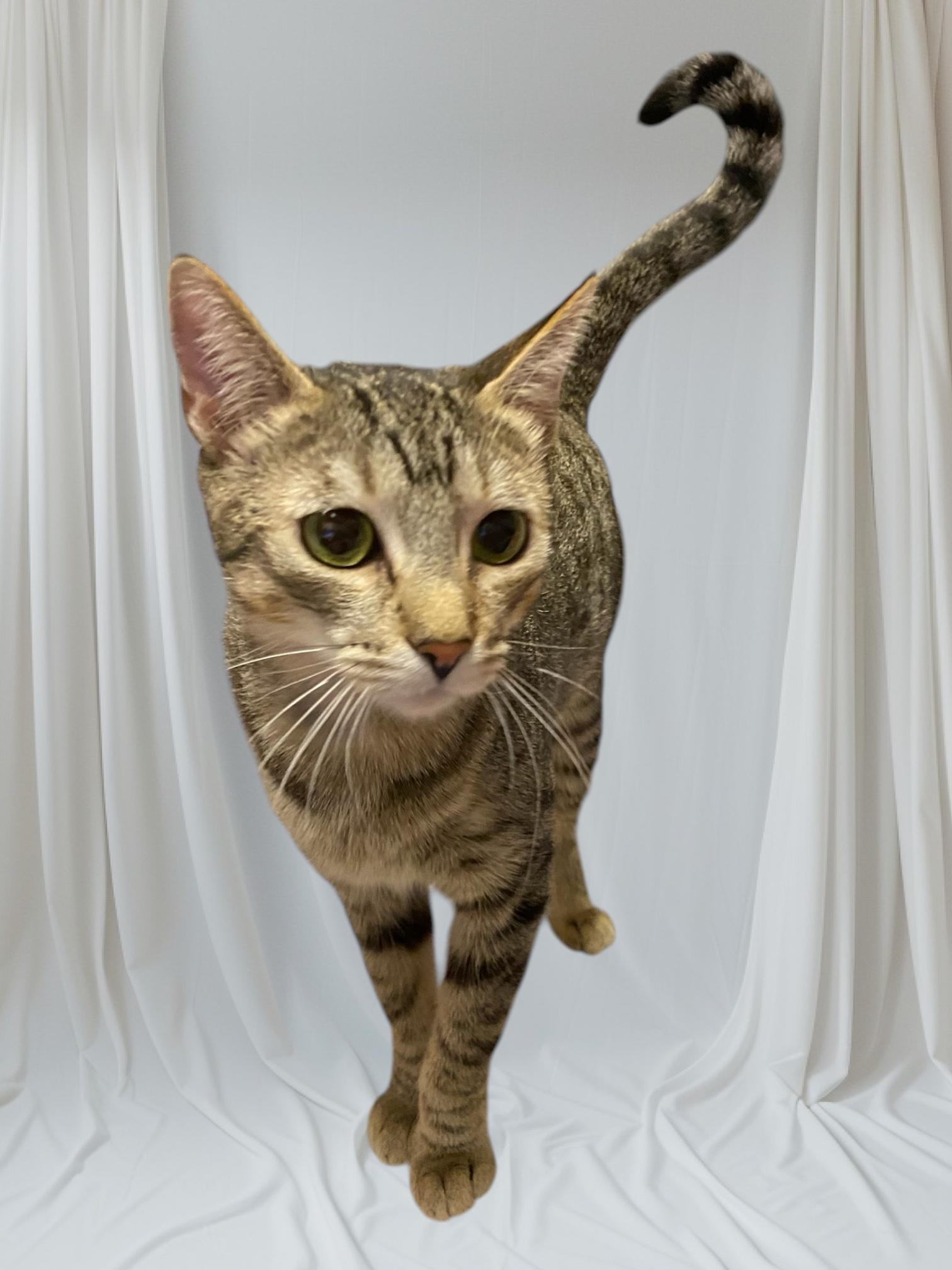 Eve, a Adoptable Domestic Short Hair in El Cajon, CA image 3/4