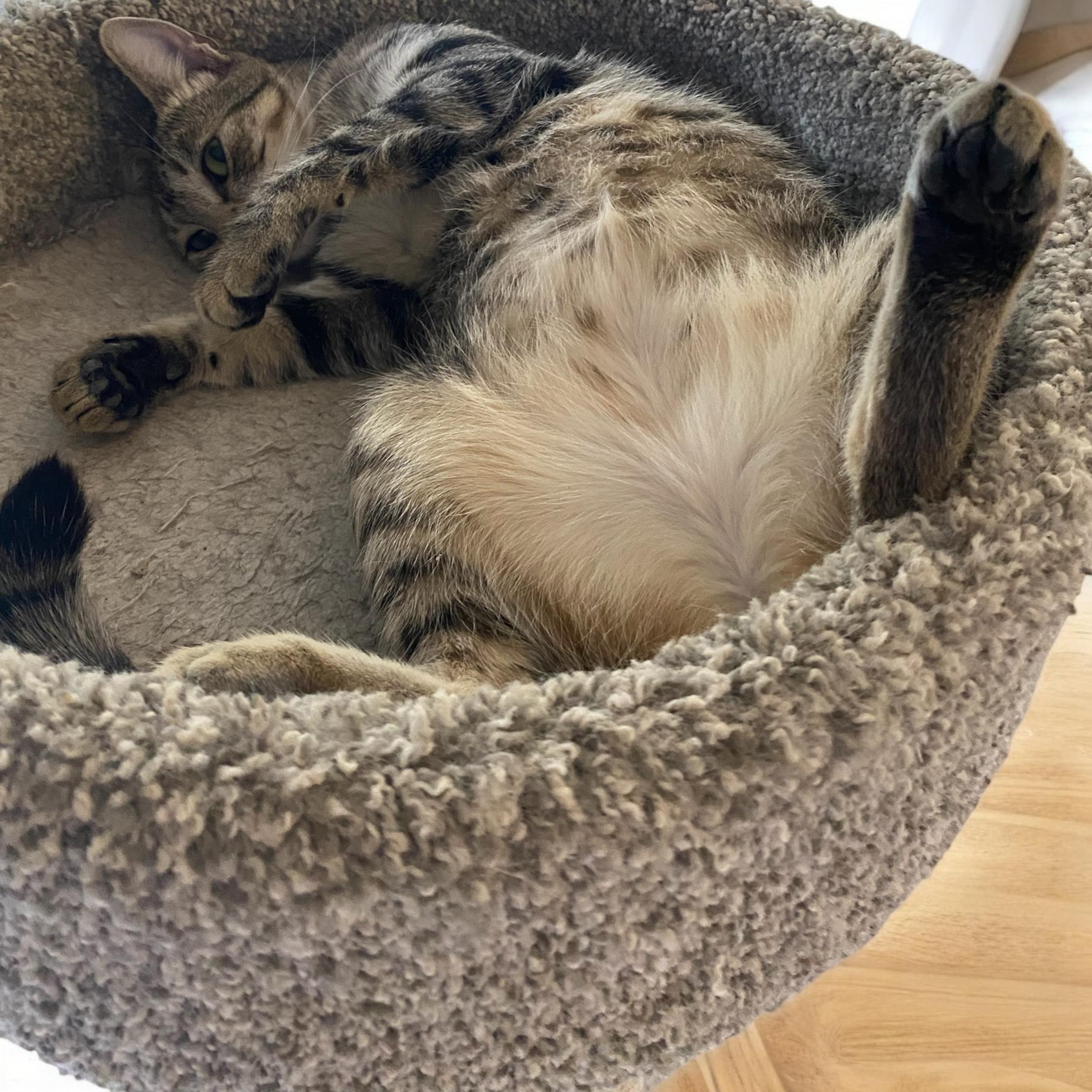 Eve, a Adoptable Domestic Short Hair in El Cajon, CA image 4/4