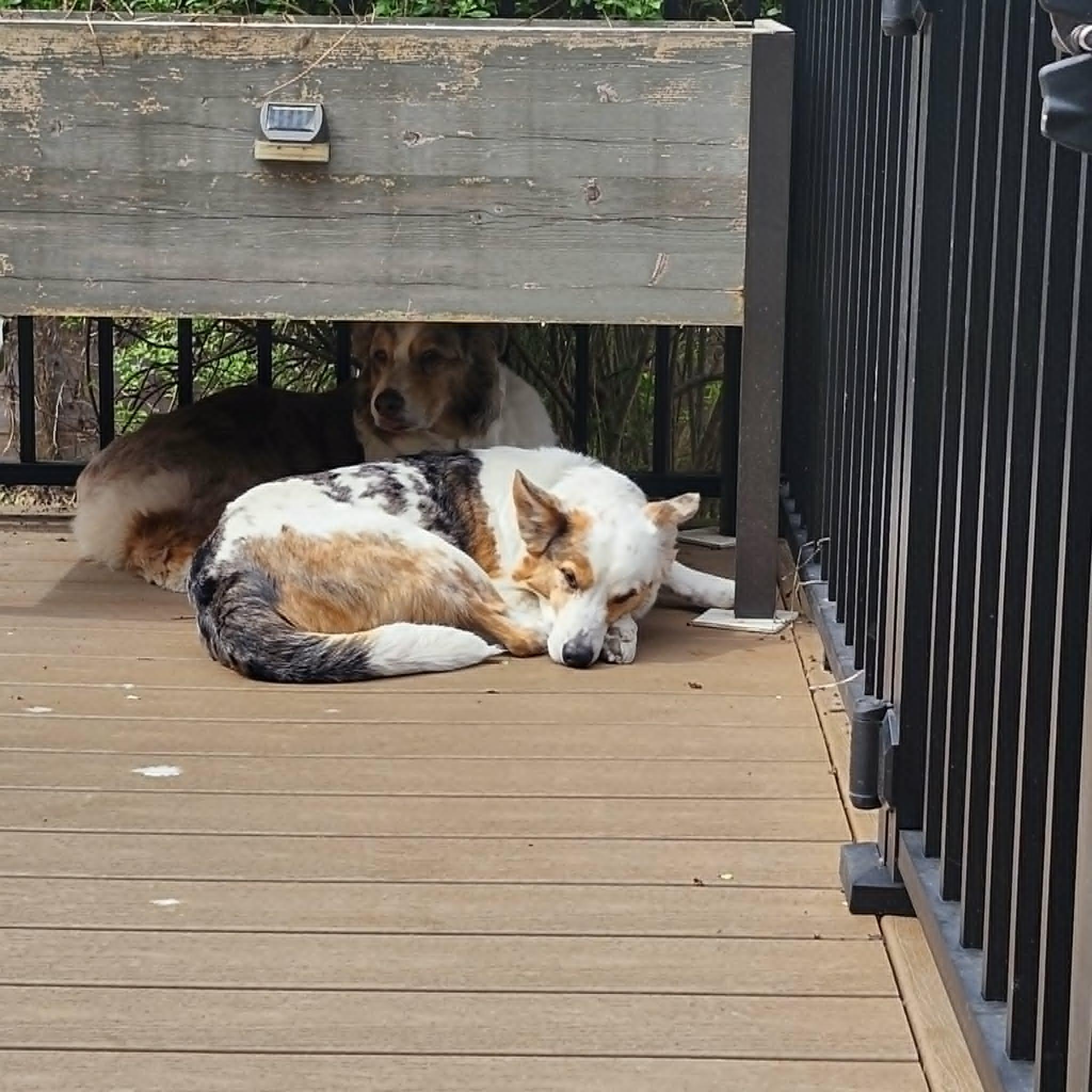Enlarge Bert, a ADOPTABLE mixed breed in Whitewater, WI image 4/6