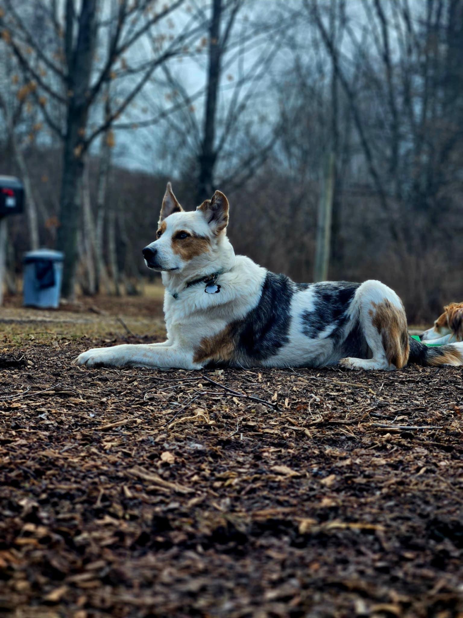 Enlarge Bert, a ADOPTABLE mixed breed in Whitewater, WI image 5/6