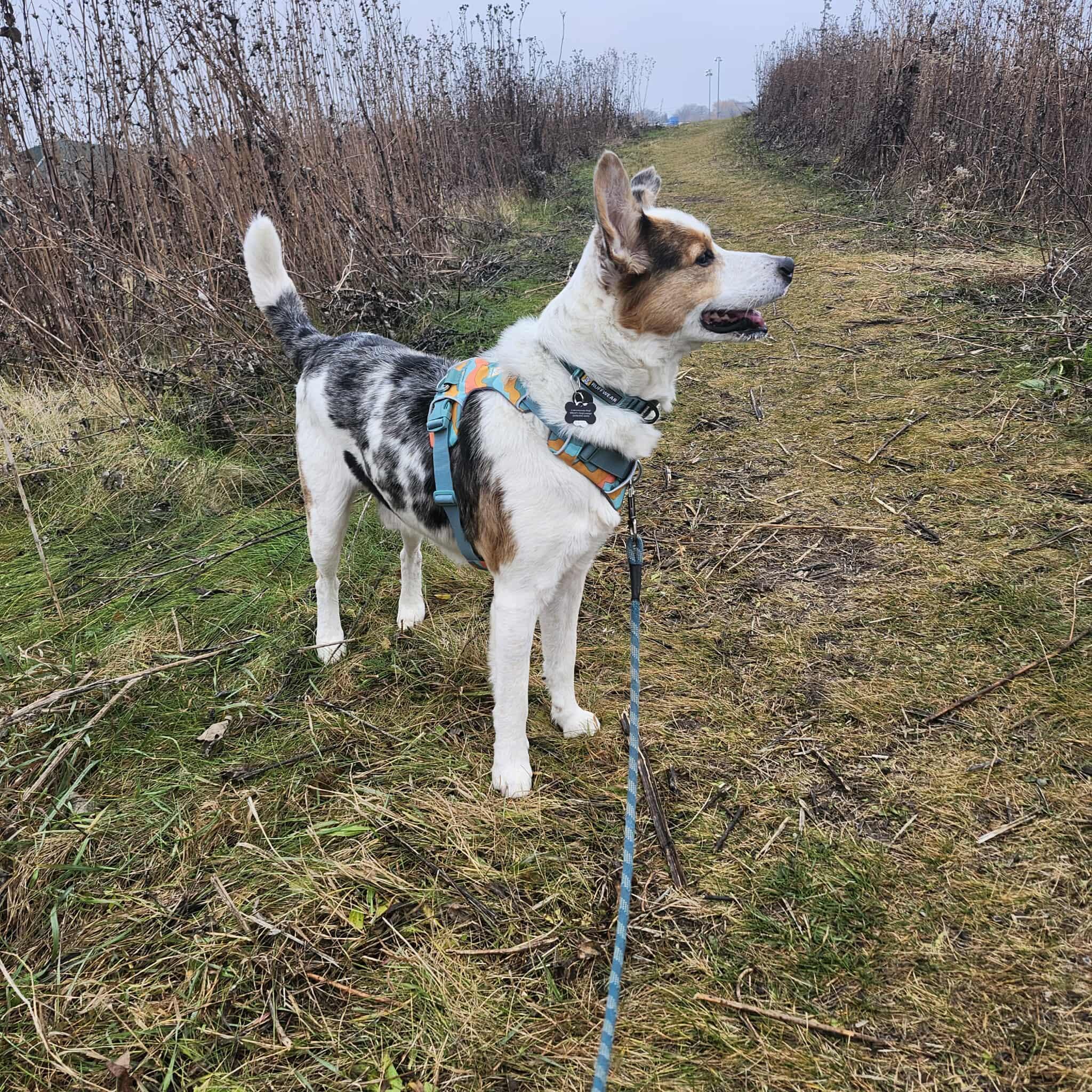 Enlarge Bert, a ADOPTABLE mixed breed in Whitewater, WI image 2/6