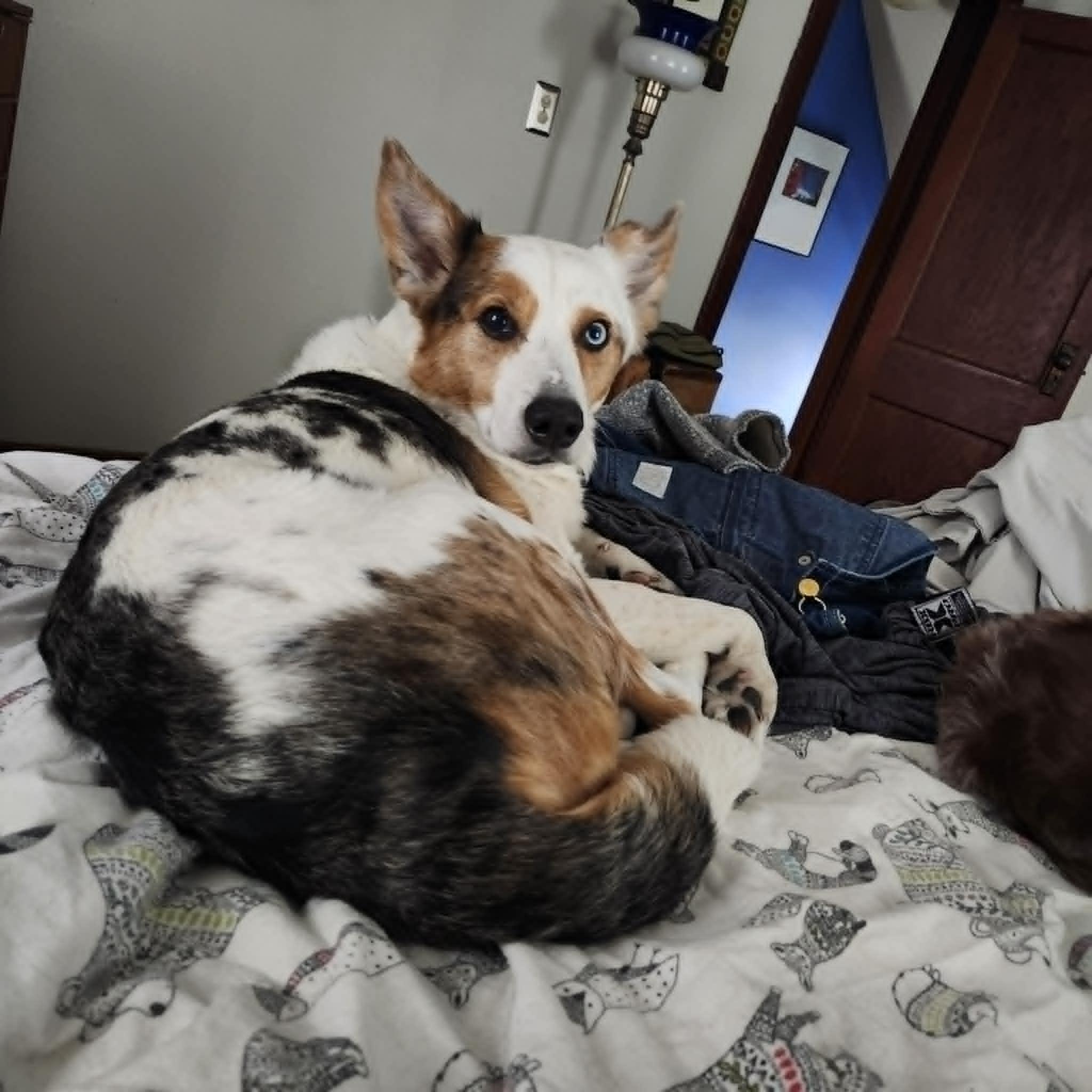 Bert, ADOPTABLE, Adult Male Australian Shepherd.