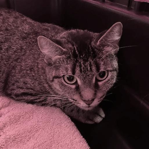Ray, Adoptable, Adult Female Domestic Short Hair.