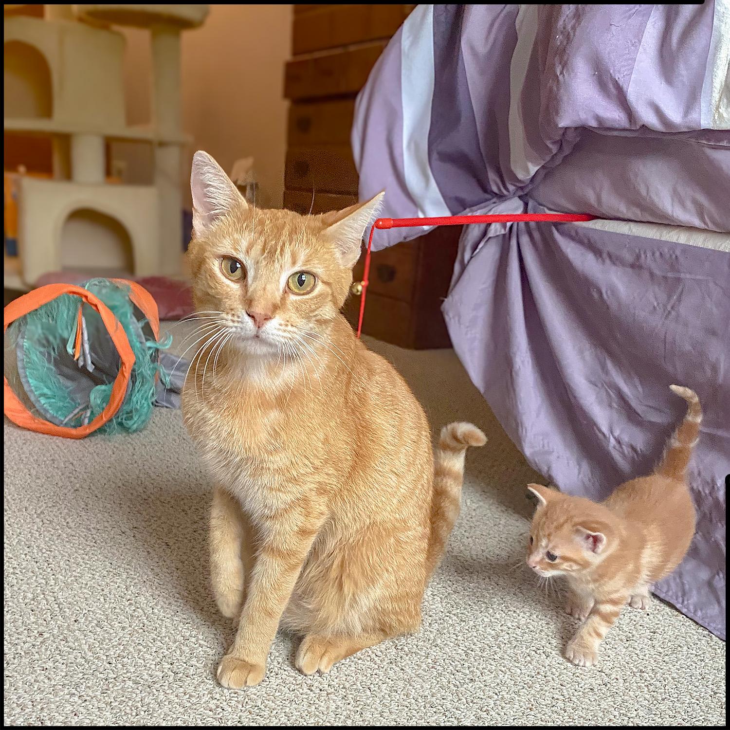 Juta, a Adoptable mixed breed in Roswell, GA image 2/6