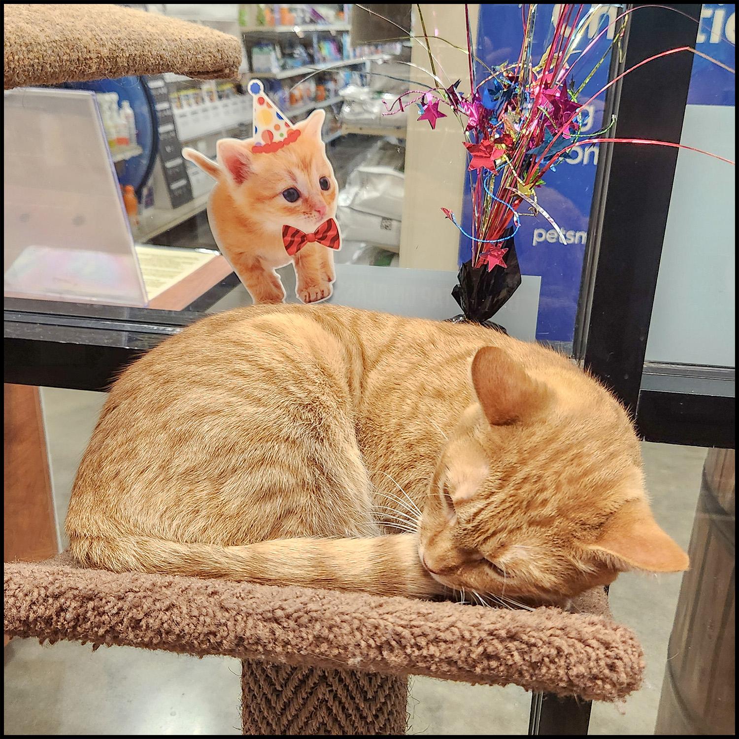 Juta, a Adoptable mixed breed in Roswell, GA image 3/6