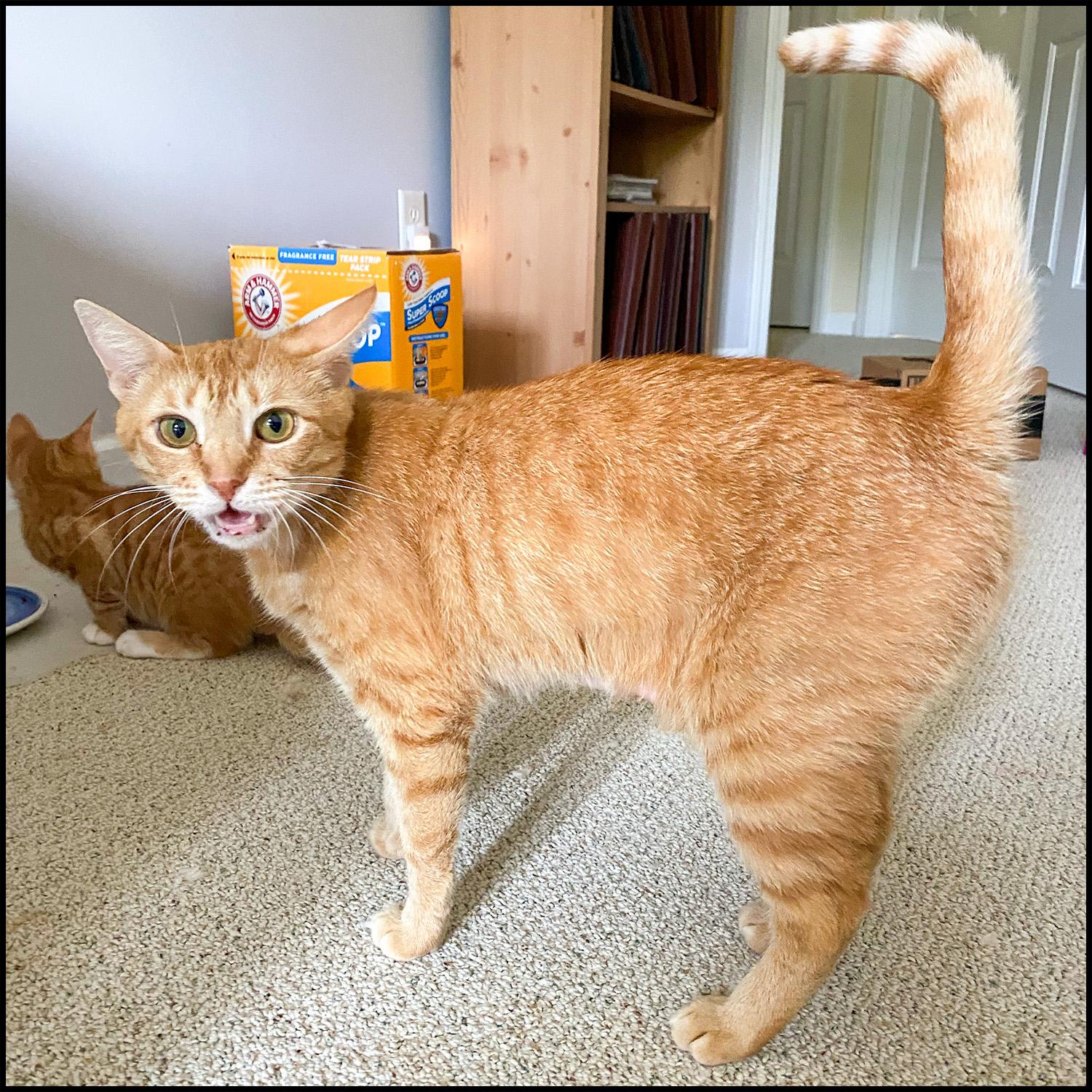 Juta, a Adoptable mixed breed in Roswell, GA image 4/6