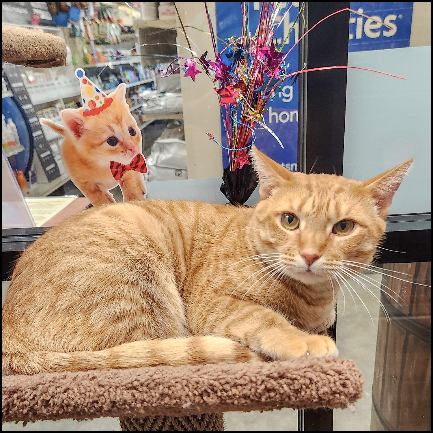 Juta, Adoptable, Adult Female Domestic Short Hair & Tabby.