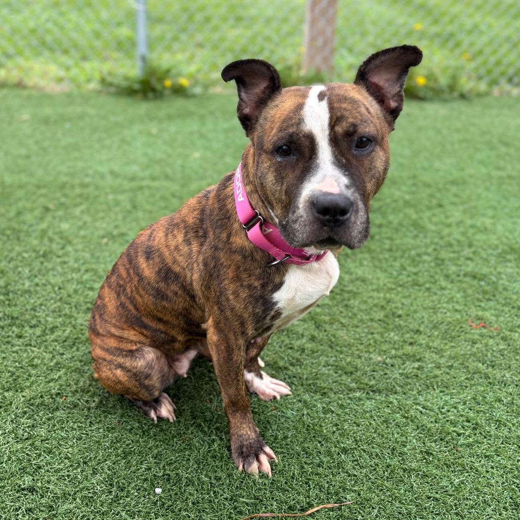 Queen, a Adoptable Pit Bull Terrier in Batavia, OH image 1/6