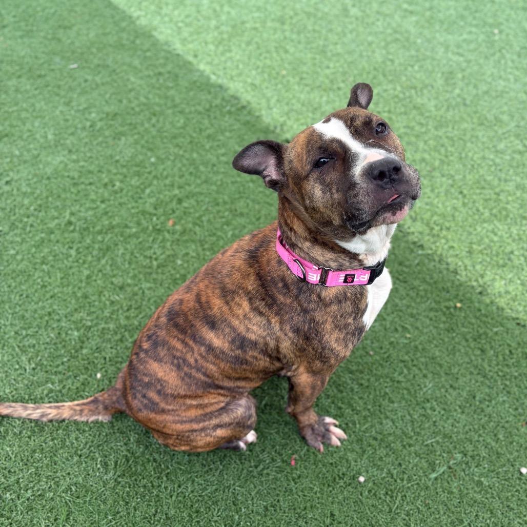 Queen, a Adoptable Pit Bull Terrier in Batavia, OH image 2/6