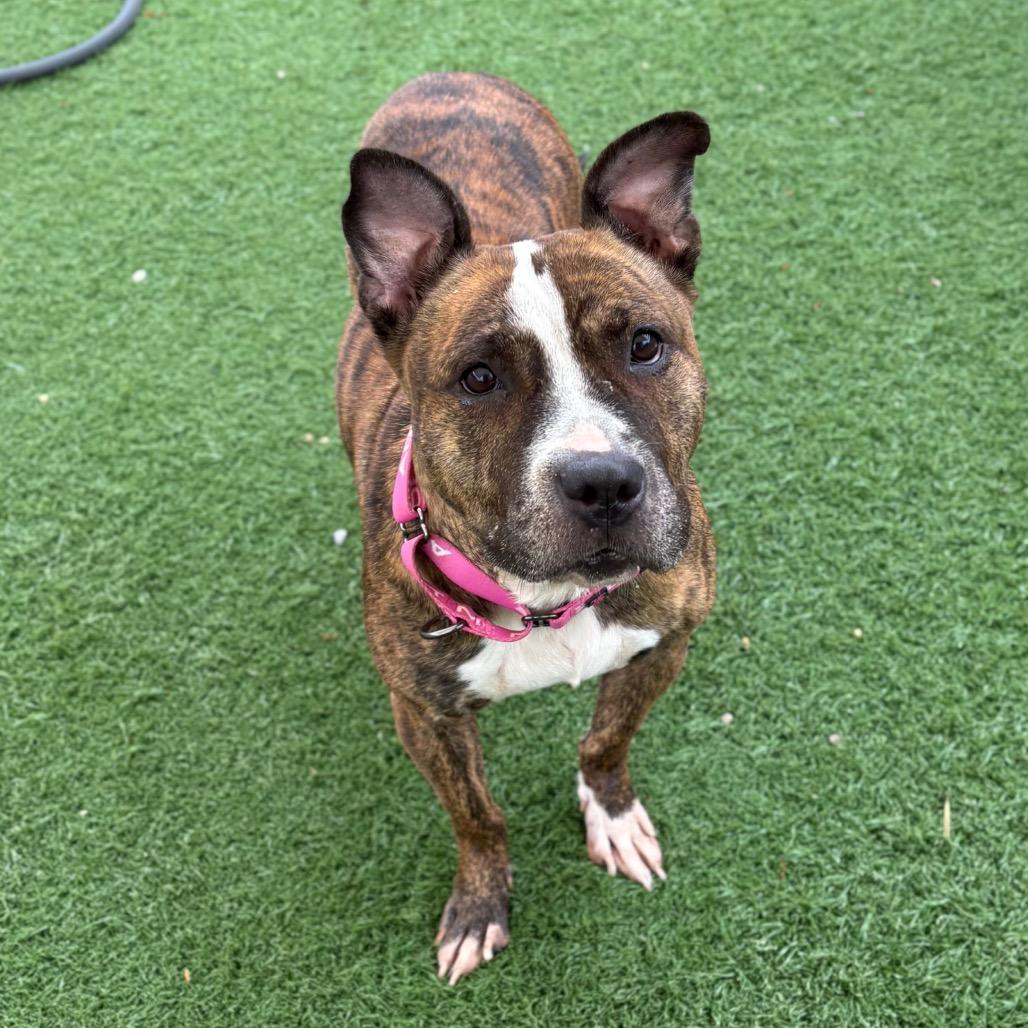Queen, a Adoptable Pit Bull Terrier in Batavia, OH image 3/6