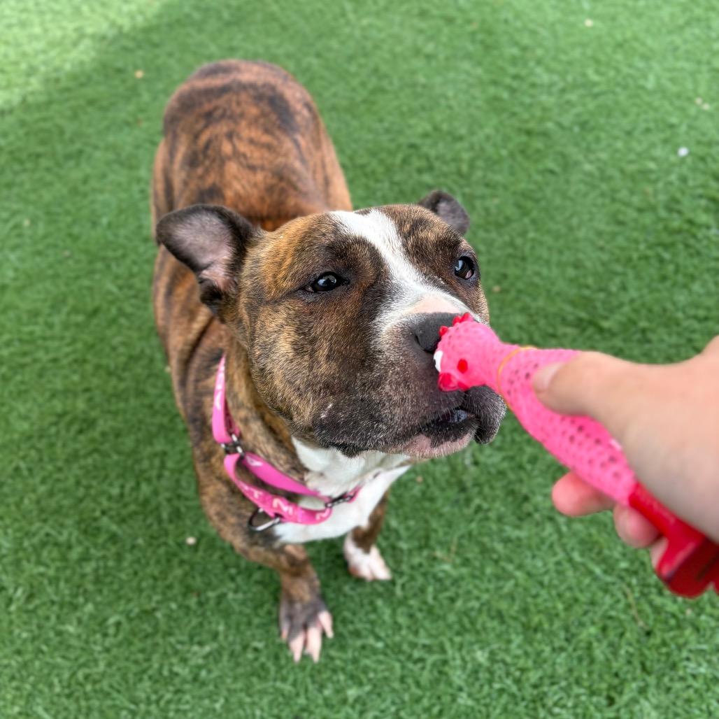 Queen, a Adoptable Pit Bull Terrier in Batavia, OH image 4/6
