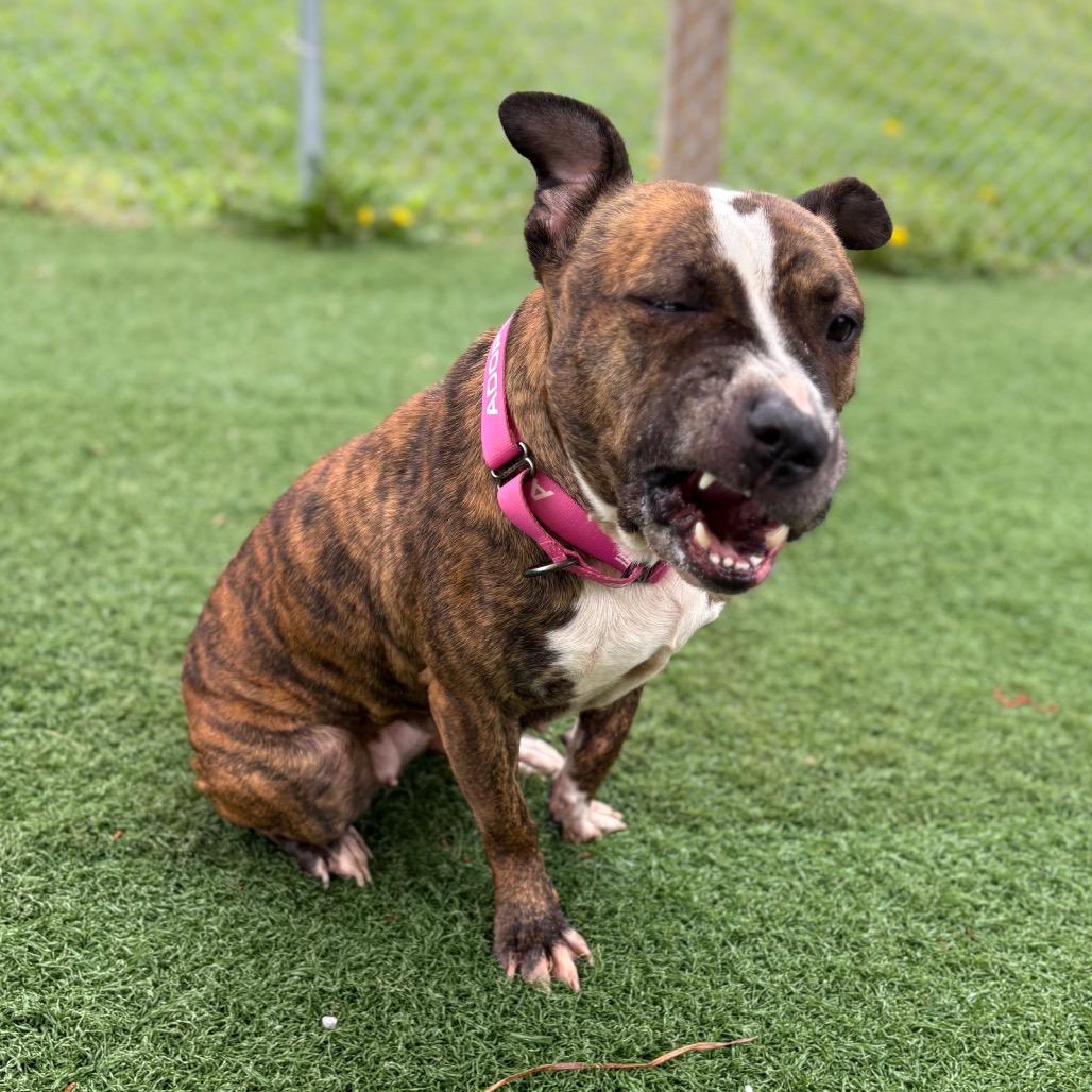 Queen, a Adoptable Pit Bull Terrier in Batavia, OH image 5/6