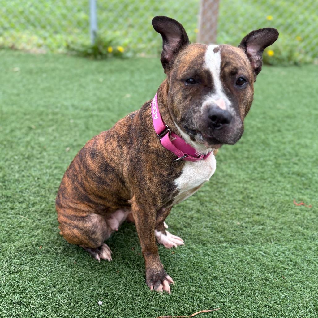 Queen, a Adoptable Pit Bull Terrier in Batavia, OH image 6/6