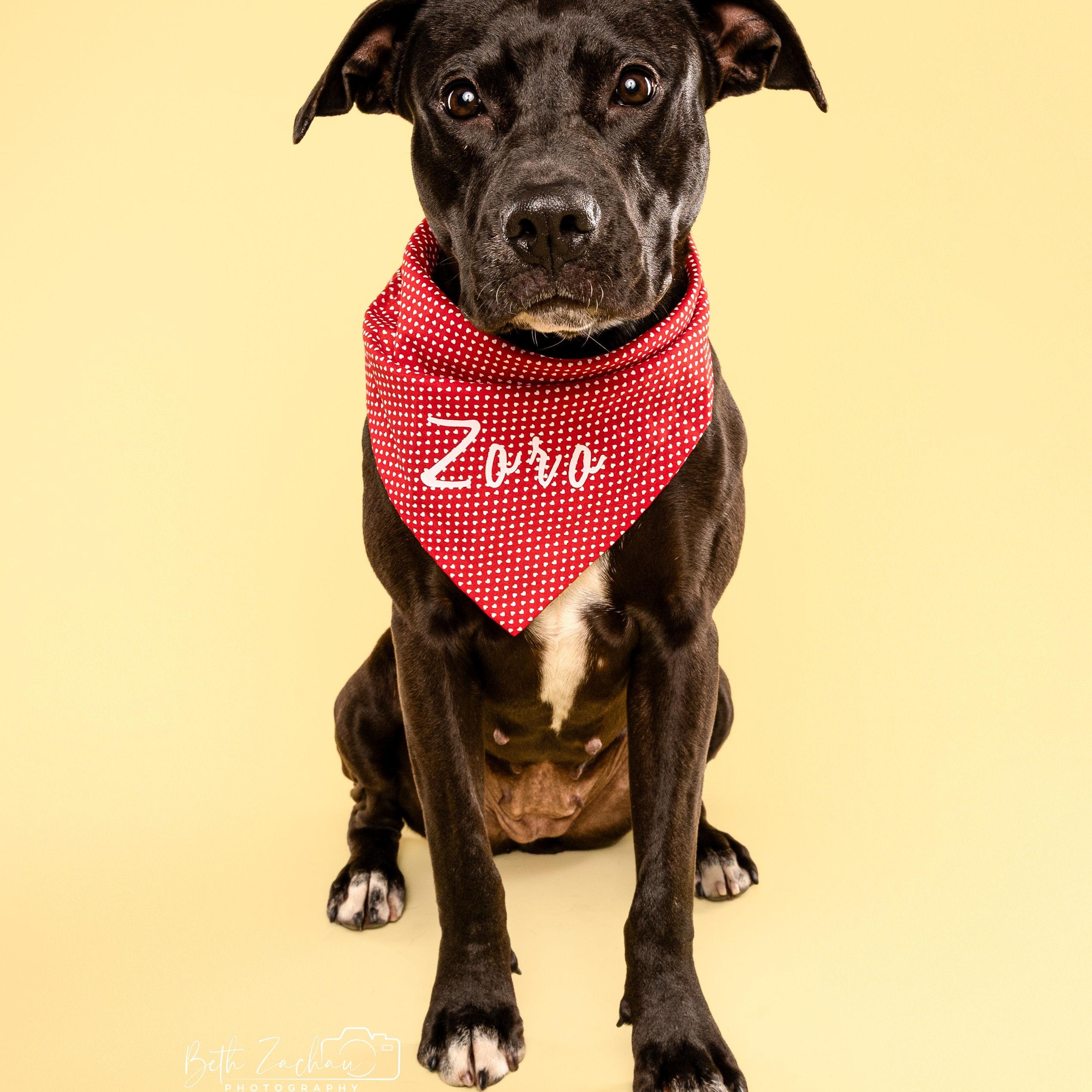 Enlarge Zara, a Adoptable mixed breed in Portland, OR image 6/6