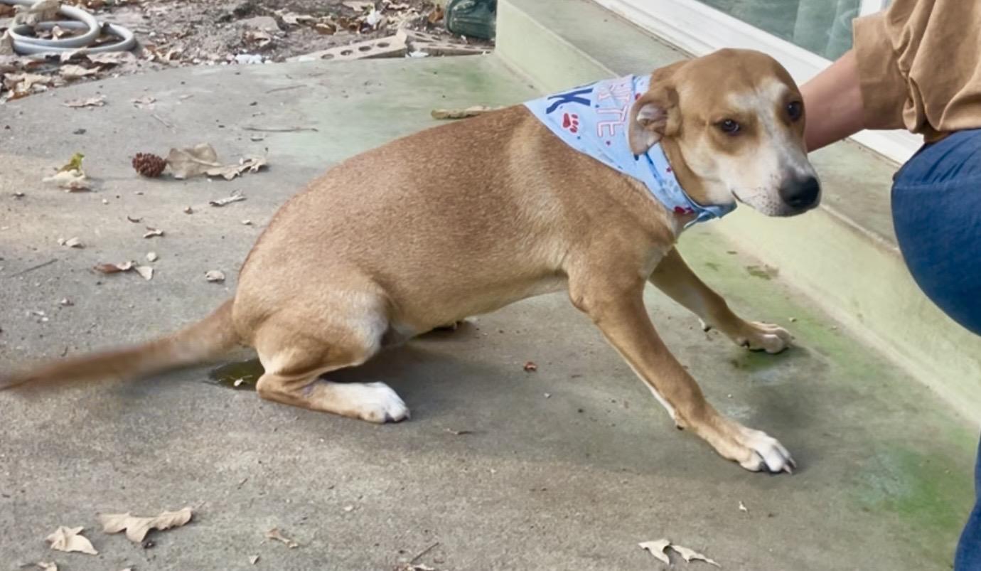 Enlarge Hashbrown in Texarkana TX (courtesy listing), a Adoptable mixed breed in Texarkana, TX image 6/6