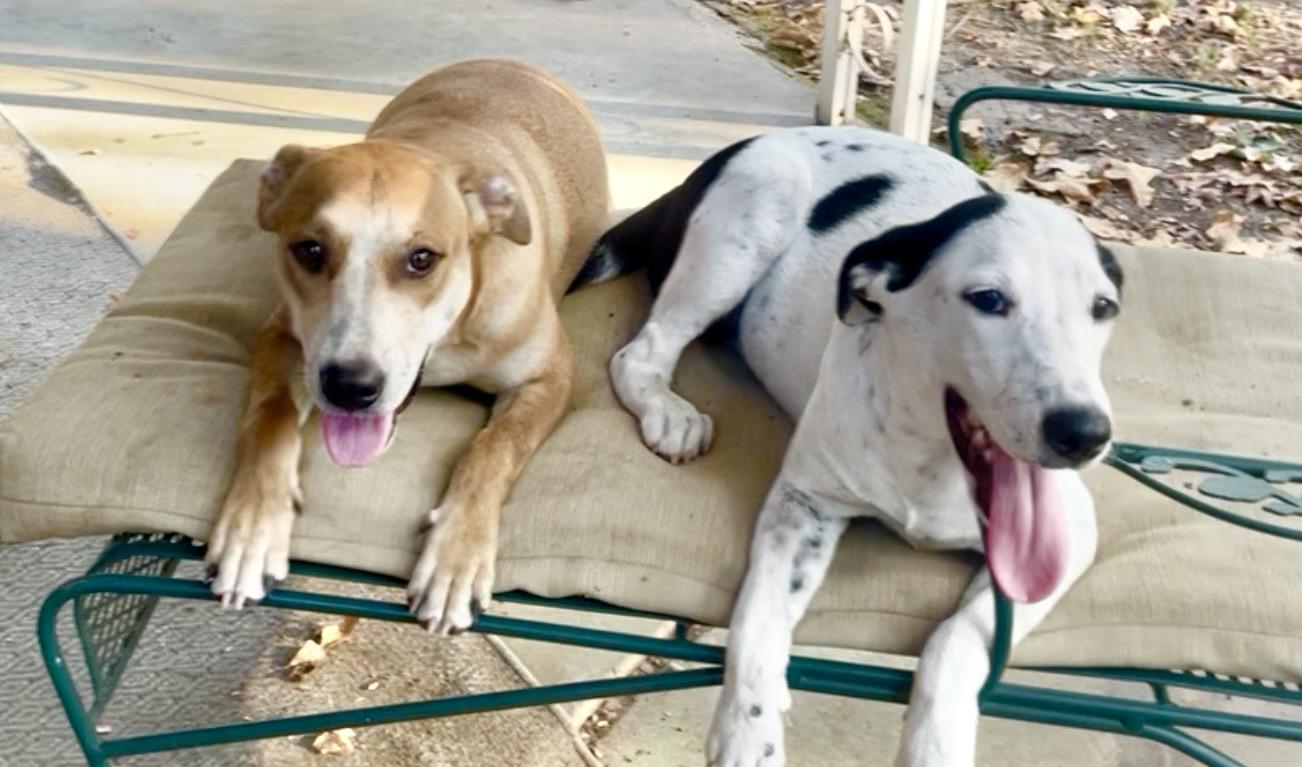 Enlarge Hashbrown in Texarkana TX (courtesy listing), a Adoptable mixed breed in Texarkana, TX image 5/6