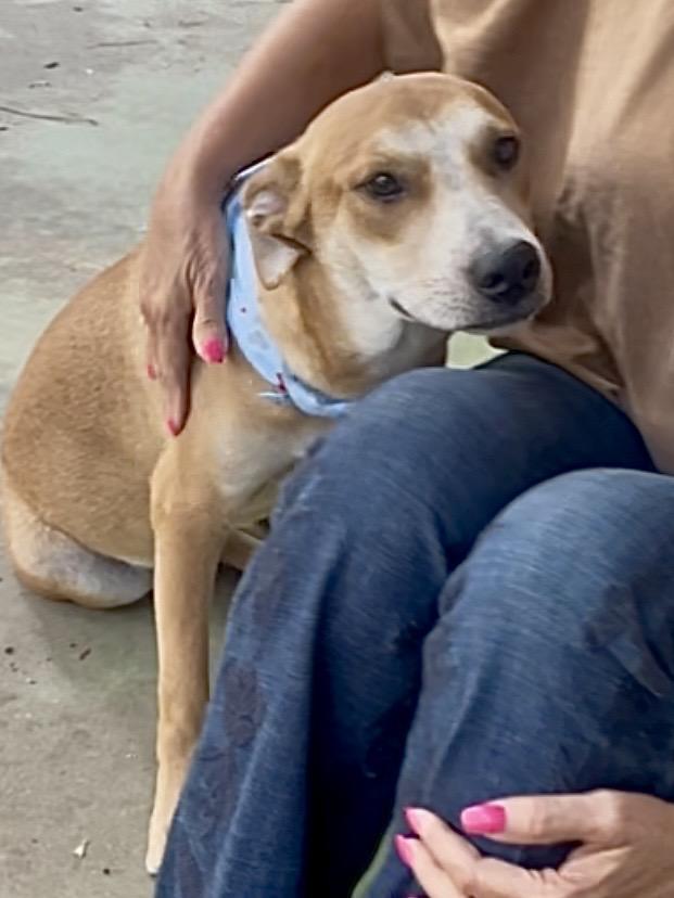 Enlarge Hashbrown in Texarkana TX (courtesy listing), a Adoptable mixed breed in Texarkana, TX image 4/6