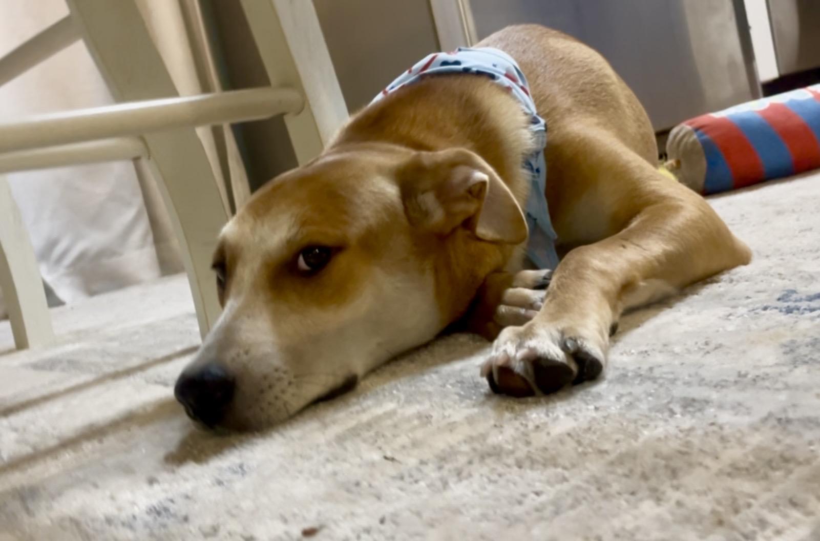Enlarge Hashbrown in Texarkana TX (courtesy listing), a Adoptable mixed breed in Texarkana, TX image 2/6