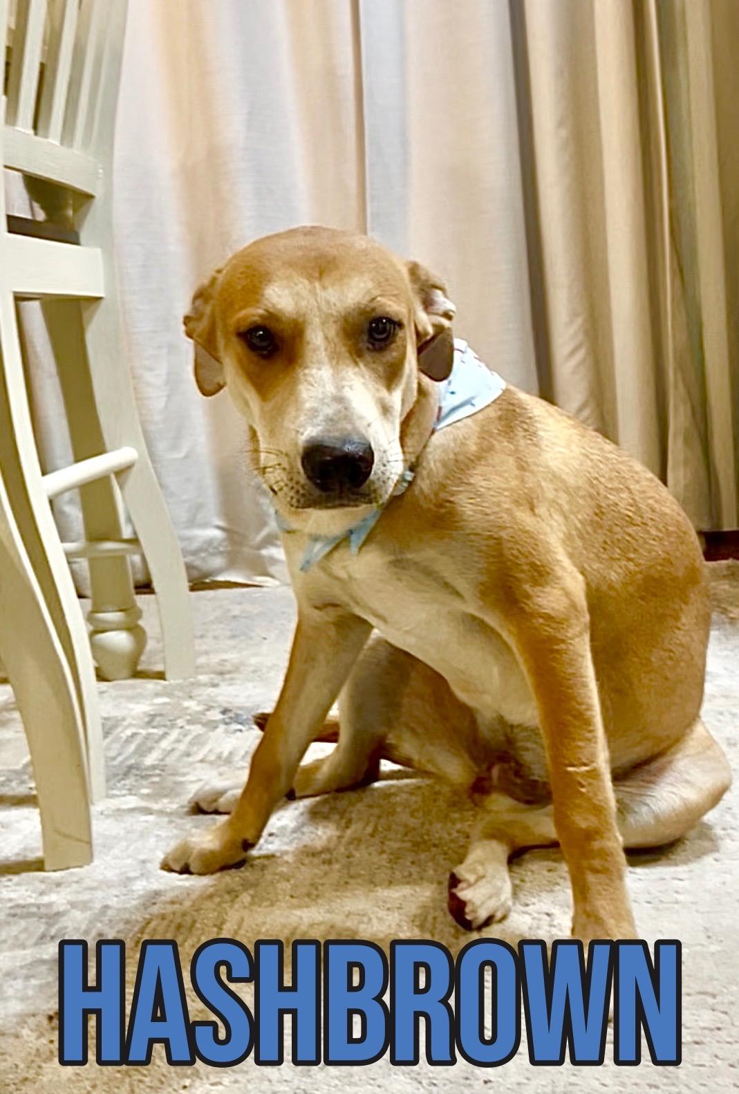 Hashbrown in Texarkana TX (courtesy listing), Adoptable, Young Female Labrador Retriever.