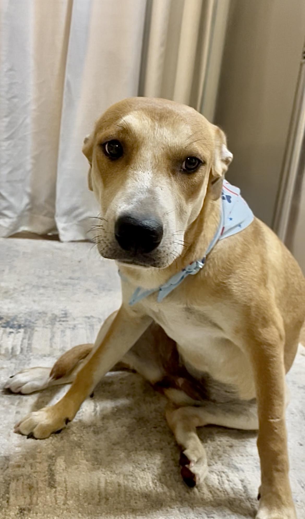 Enlarge Hashbrown in Texarkana TX (courtesy listing), a Adoptable mixed breed in Texarkana, TX image 3/6