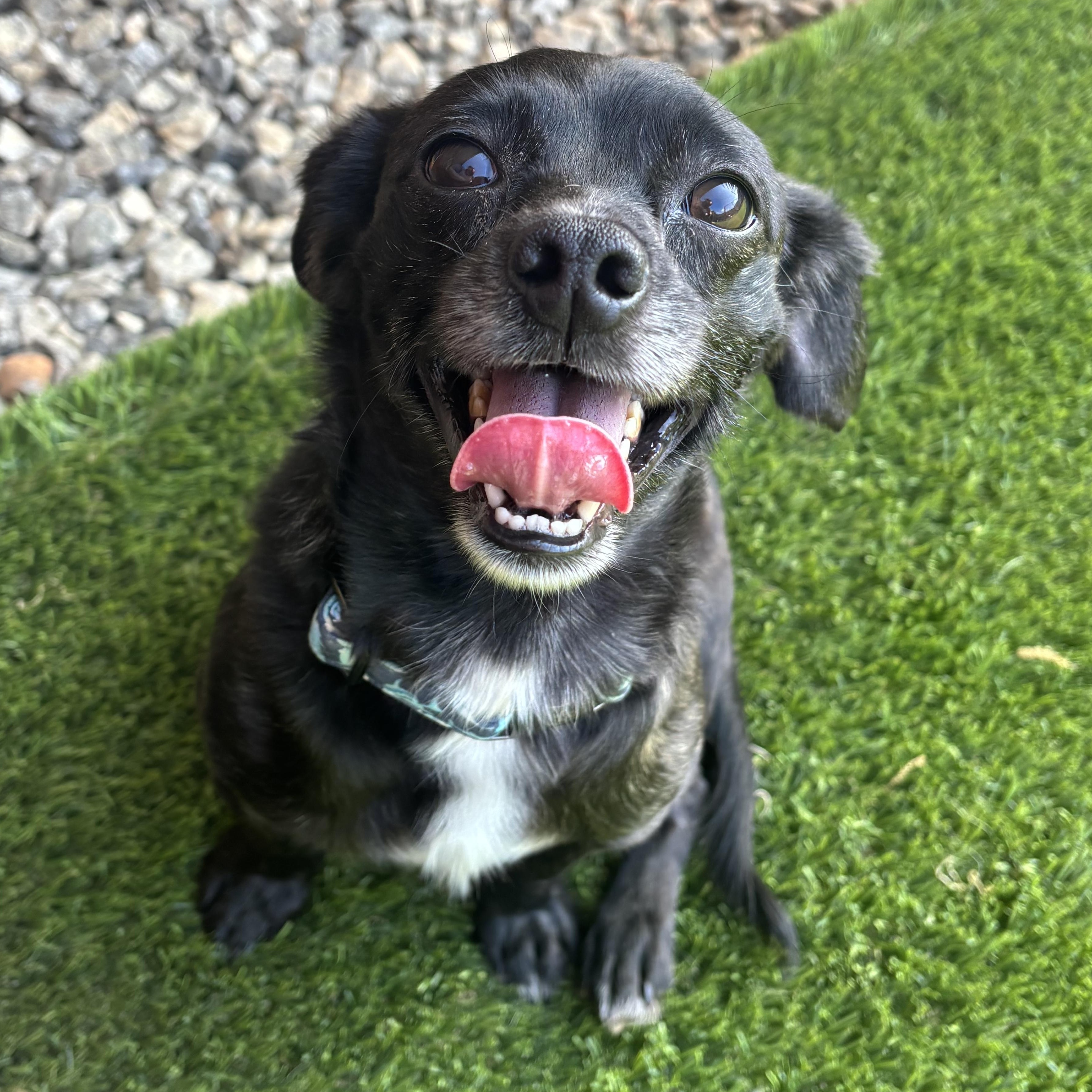 Fred, ADOPTABLE, Adult Male Chihuahua.