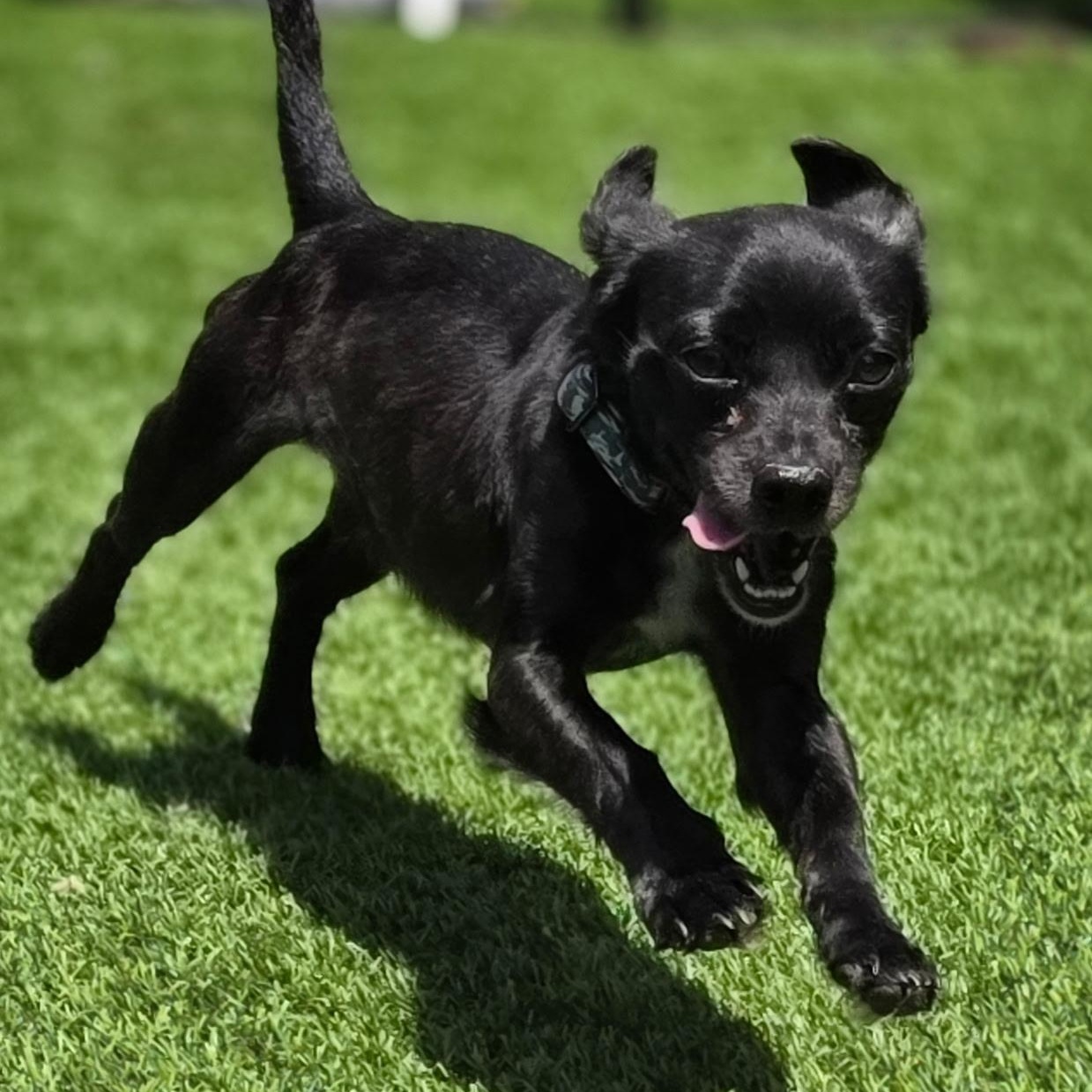 Enlarge Fred, a ADOPTABLE Chihuahua in Anderson, SC image 2/6