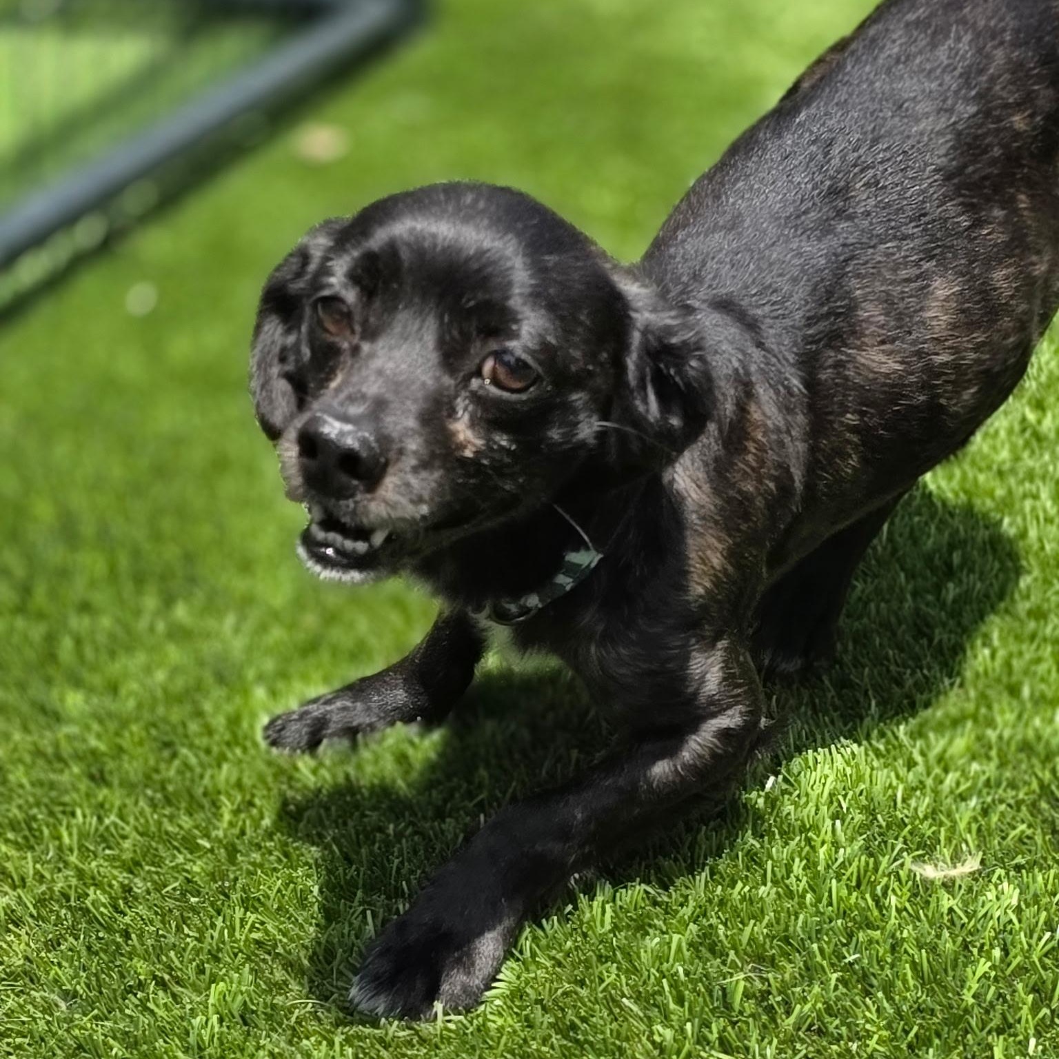 Fred, ADOPTABLE, Adult Male Chihuahua.