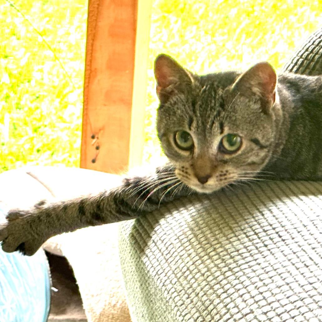 Valerie, Adoptable, Young Female Domestic Short Hair.