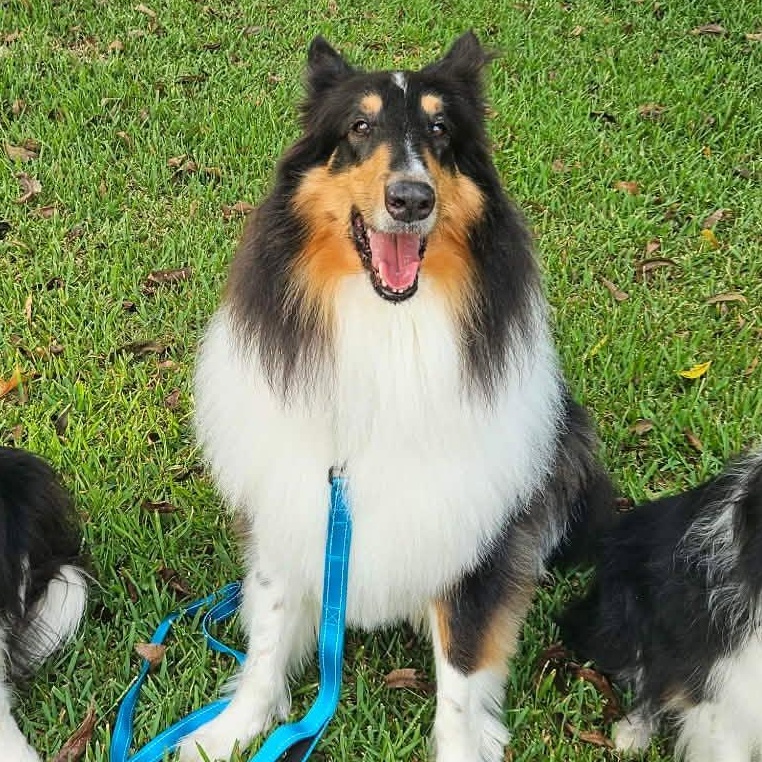 Stash, Adopted, Adult Male Rough Collie.