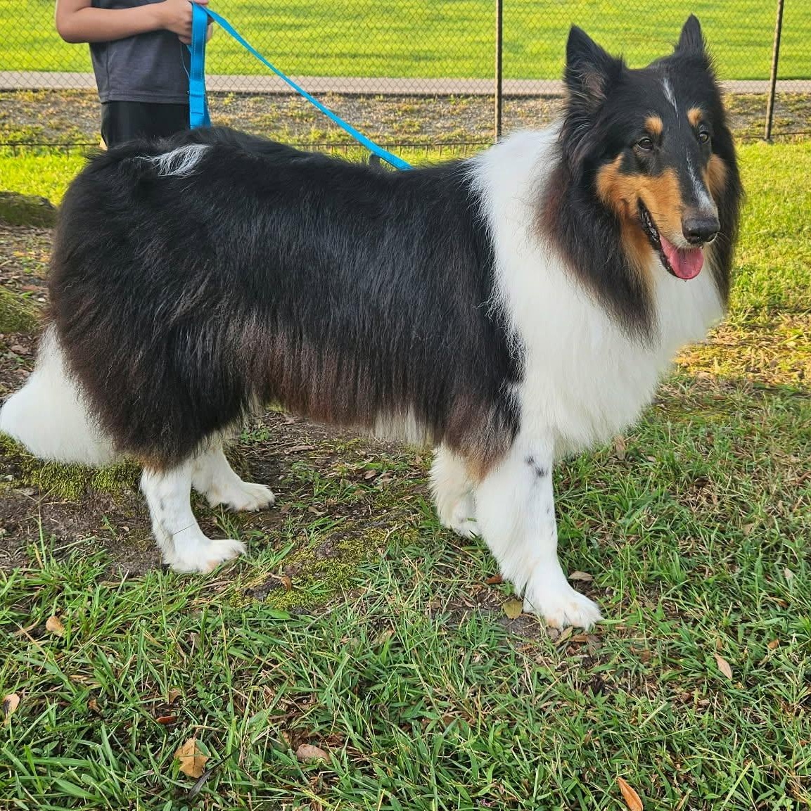 Enlarge Stash, a Adopted Rough Collie in metairie, LA image 2/5