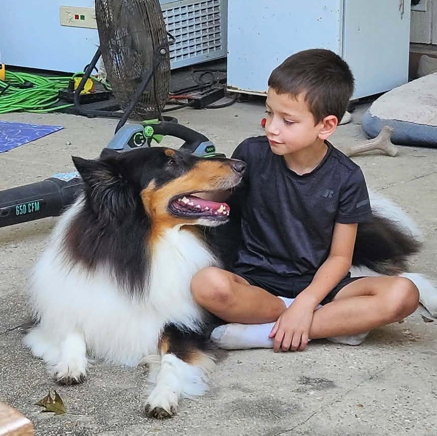 Enlarge Stash, a Adopted Rough Collie in metairie, LA image 5/5