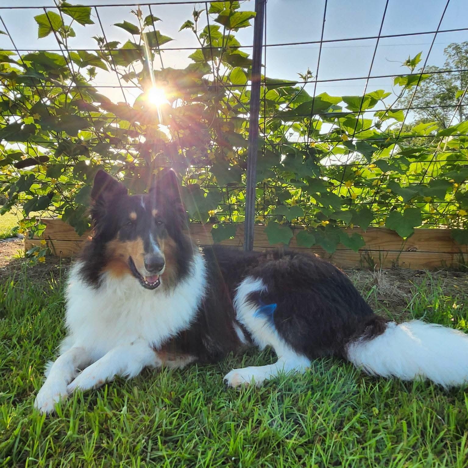 Enlarge Stash, a Adopted Rough Collie in metairie, LA image 3/5