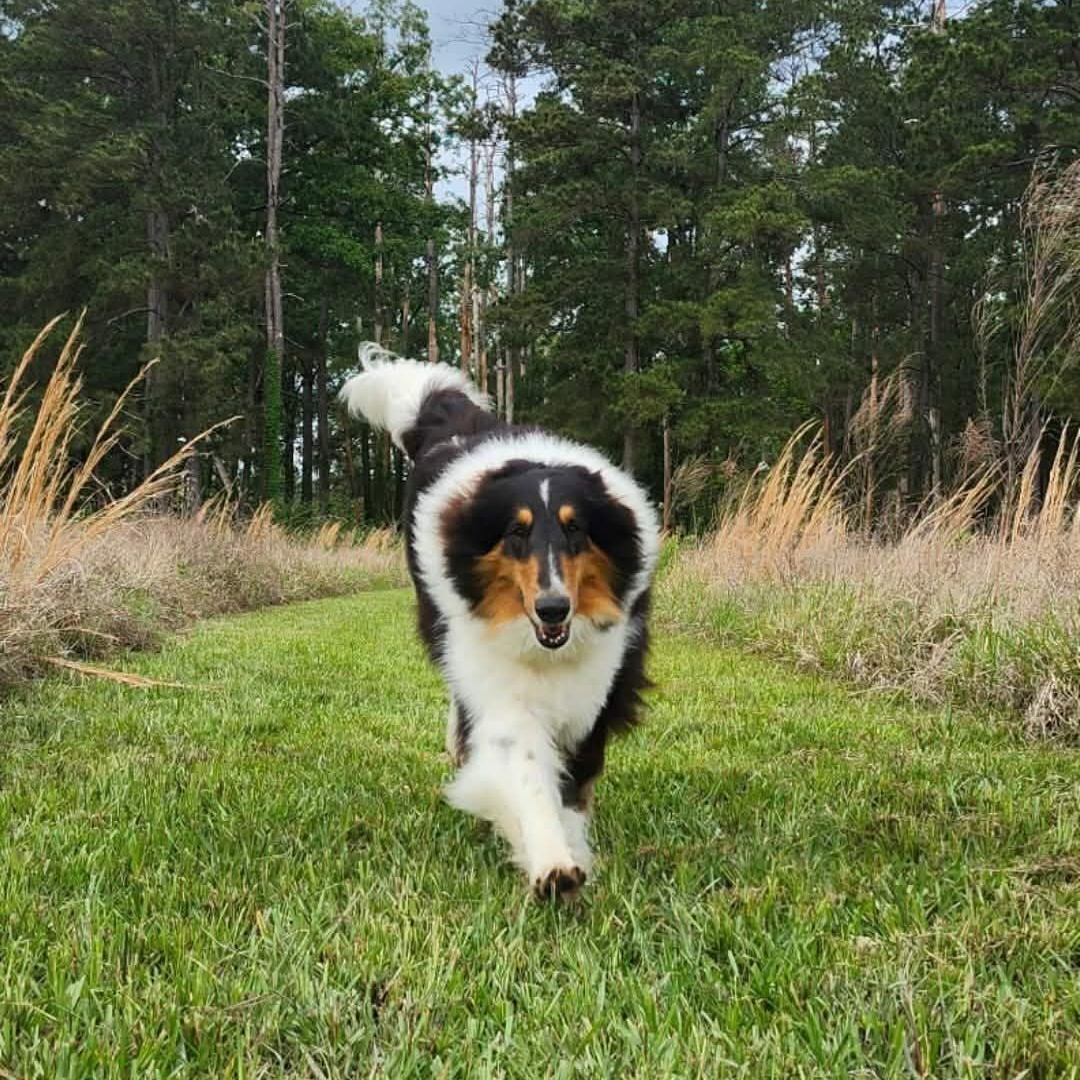 Enlarge Stash, a Adopted Rough Collie in metairie, LA image 4/5