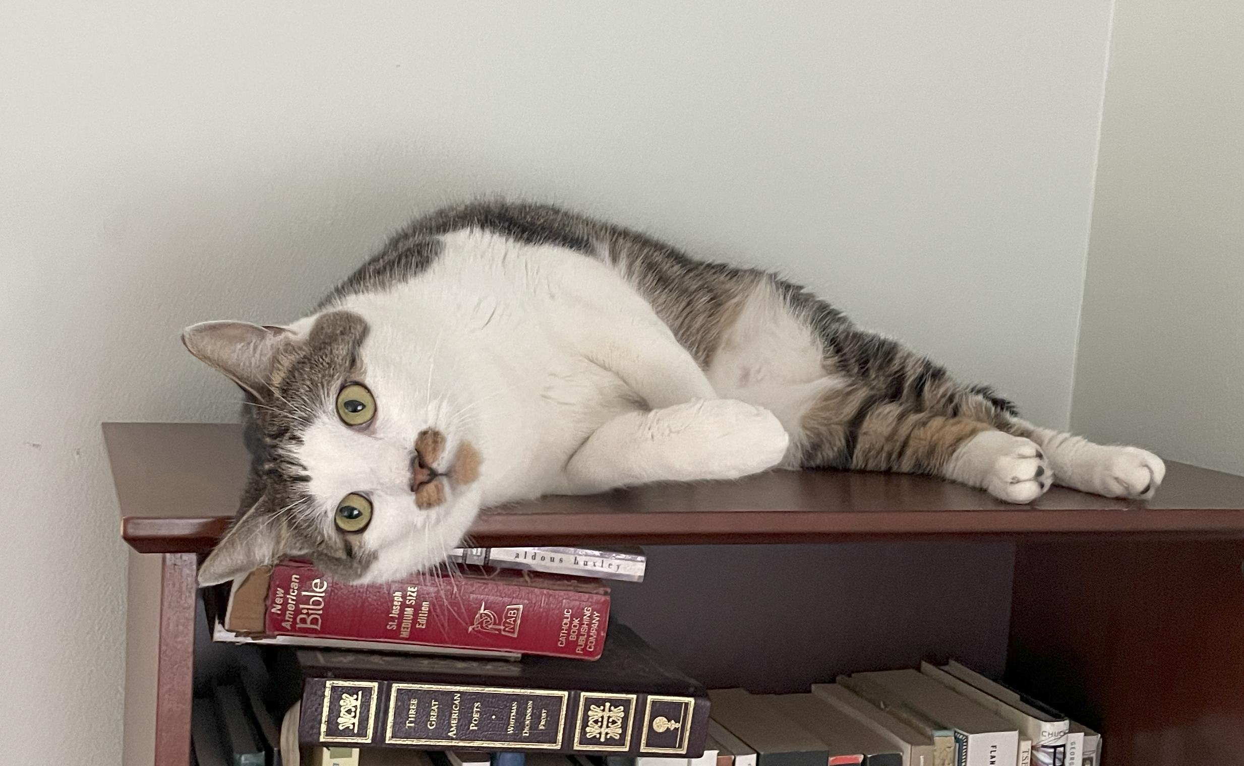 Ludwig, Adopted, Adult Male Domestic Short Hair.