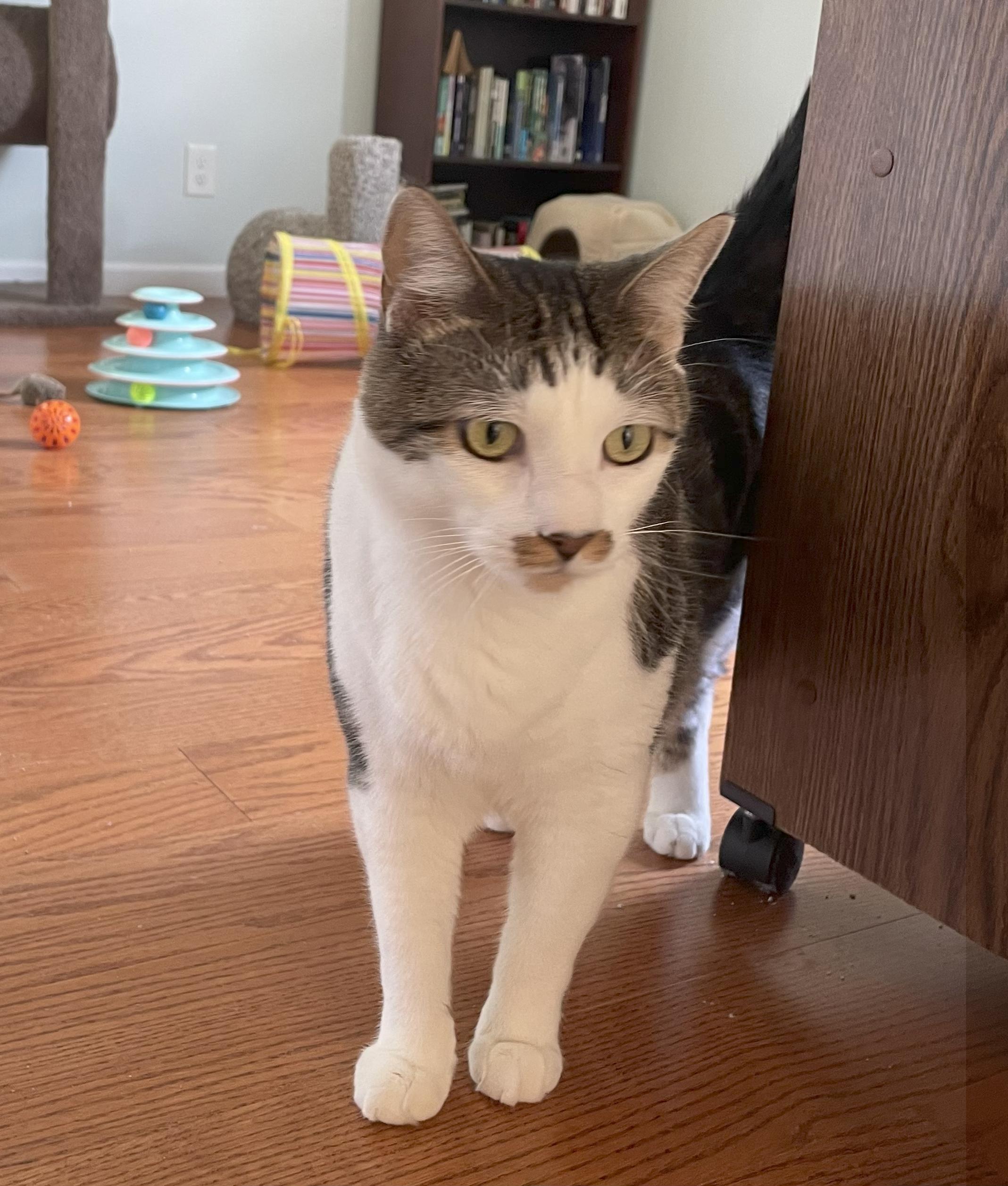 Enlarge Ludwig, a Adopted Domestic Short Hair in MEDFORD, NJ image 2/2