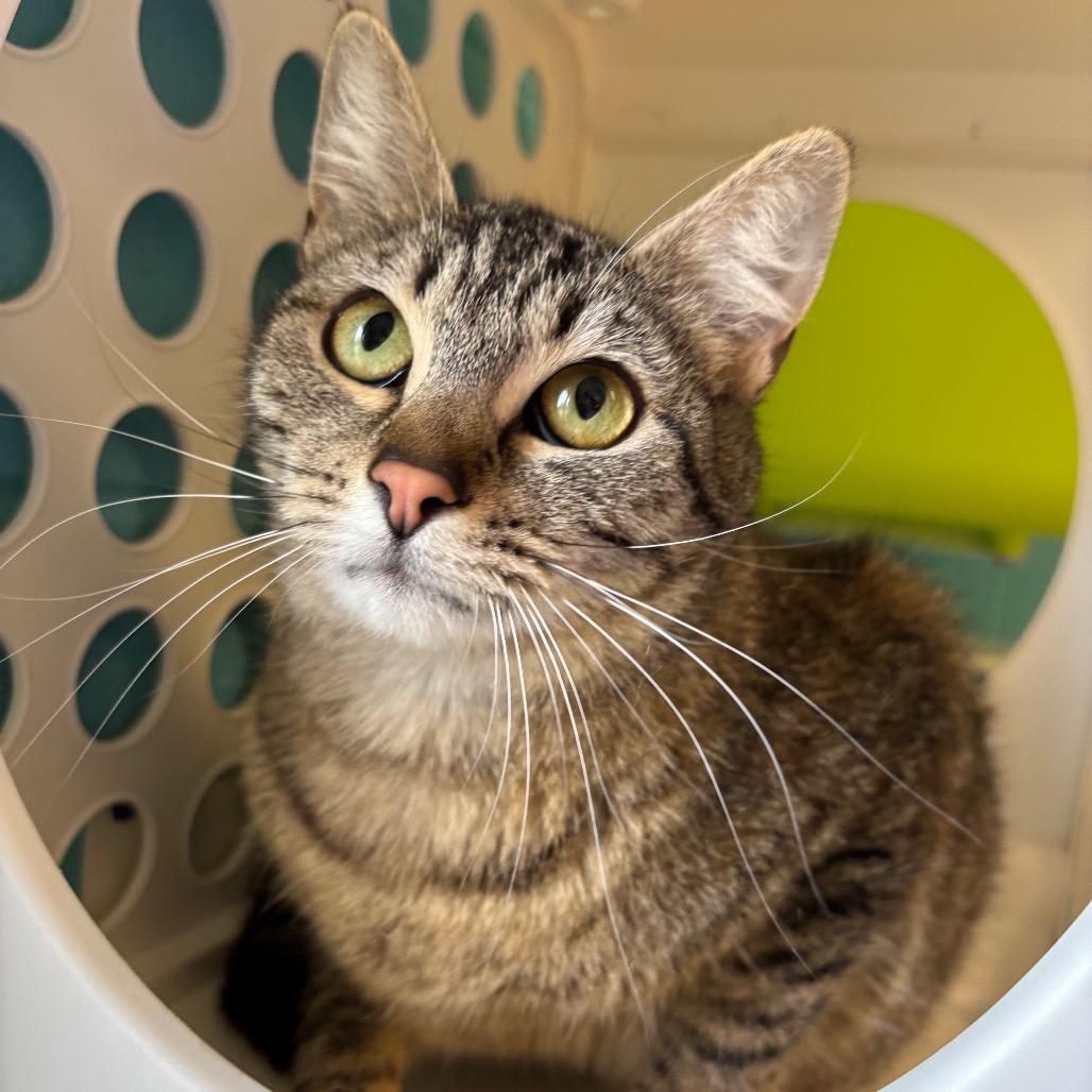 Enlarge Ragu, a Adoptable Domestic Short Hair in Roxboro, NC image 1/4