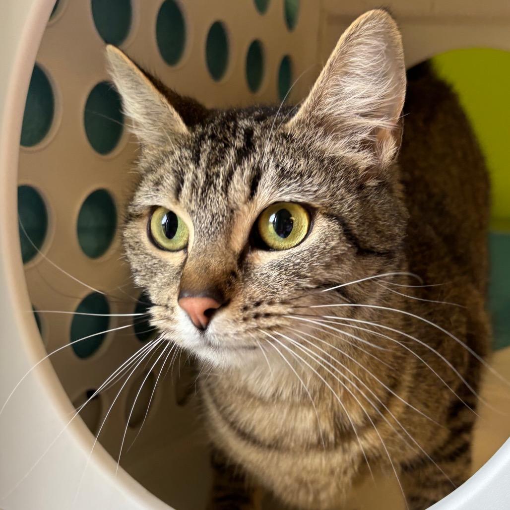 Enlarge Ragu, a Adoptable Domestic Short Hair in Roxboro, NC image 2/4