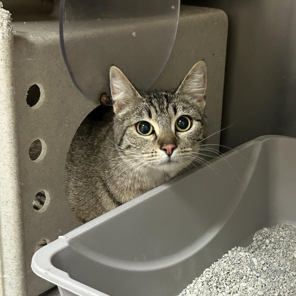 Enlarge Ragu, a Adoptable Domestic Short Hair in Roxboro, NC image 3/4